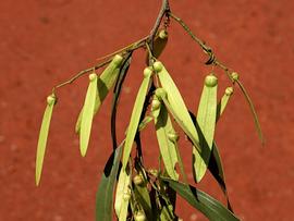   Fruits:   Ventilago viminalis ; Photo by M. Fagg, Atlas of Living Australia, ala.org.au
